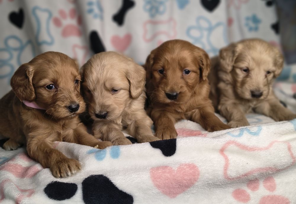 Goldendoodle medium - do rezerwacji