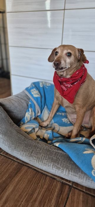 Piesek Około 10 lat