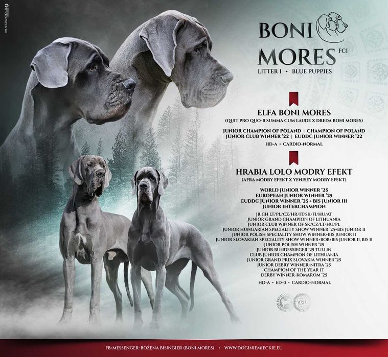 Dog Niemiecki Błękitna suczka ZKwP, FCI rodowód