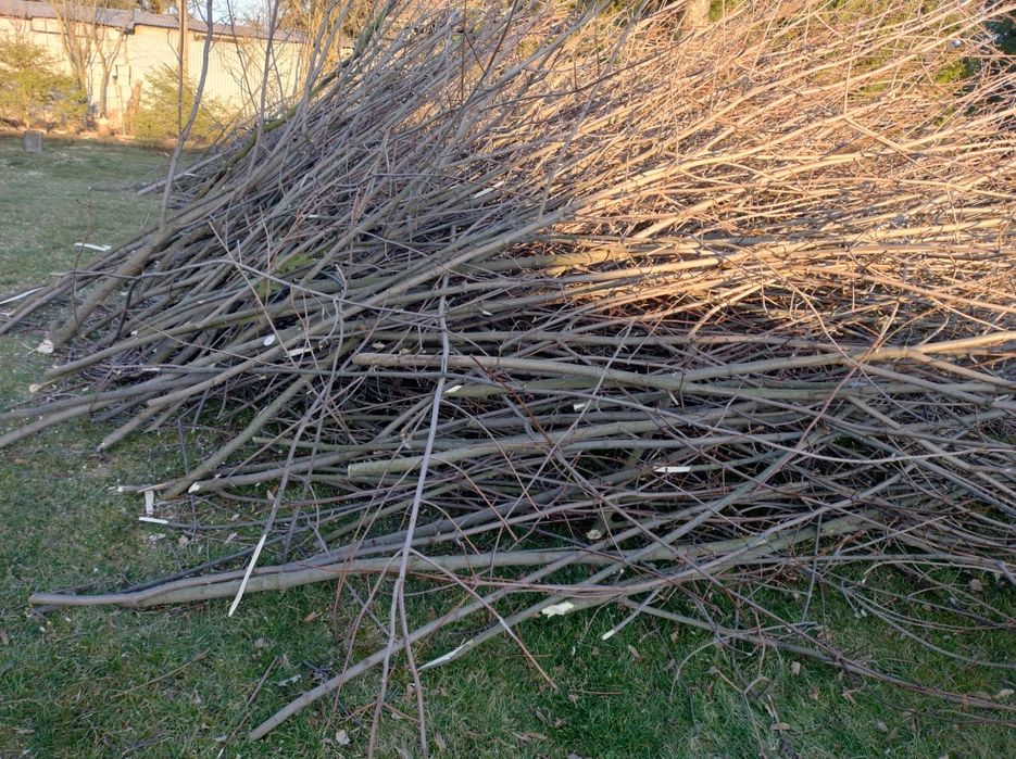 Oddam gałęzie ze ściętych drzew