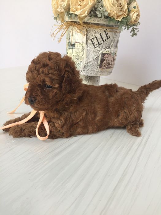 VIP Той-Пуделі — від серця до серця