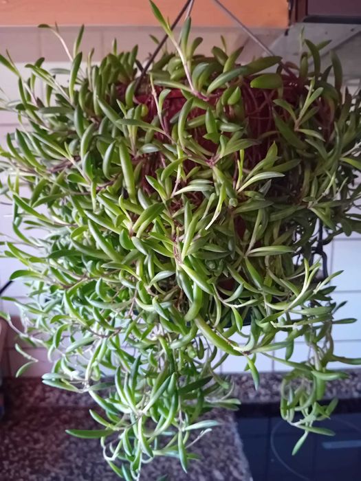 Planta - Colar de Rubi