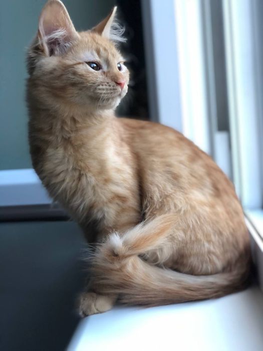 Котенок мальчик 4 месяца бесплатно