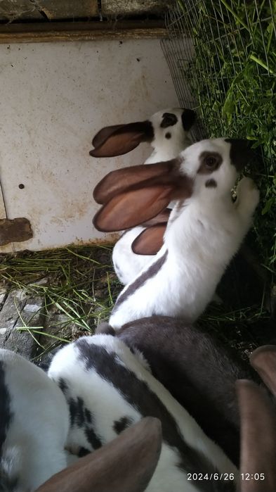 Строкач.Гавана.Самці,самки,2-4 місяці