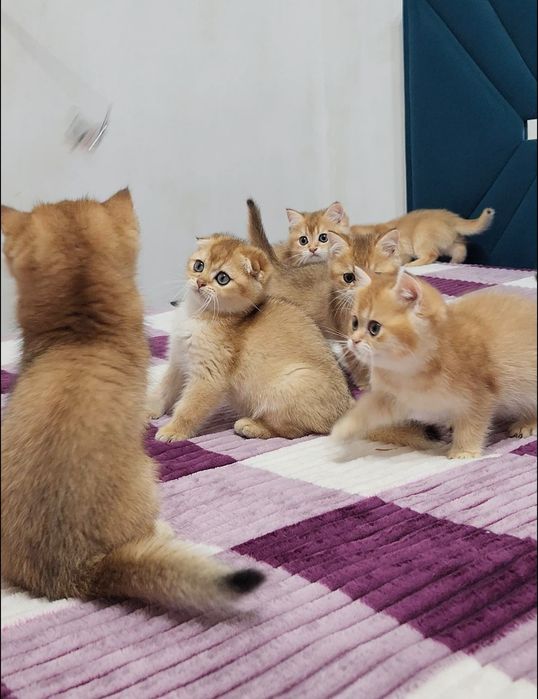 Шотландські кошенята золота шиншила