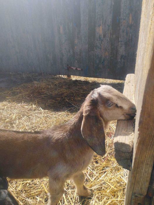 Продам кози,козлики,козлята