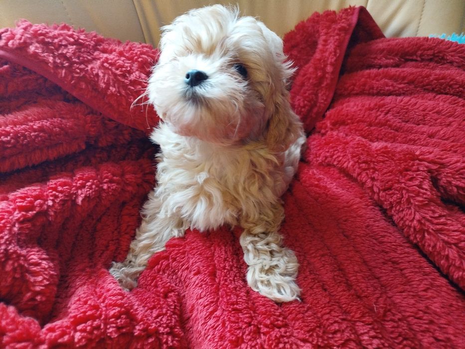 Maltipoo śliczna sunia