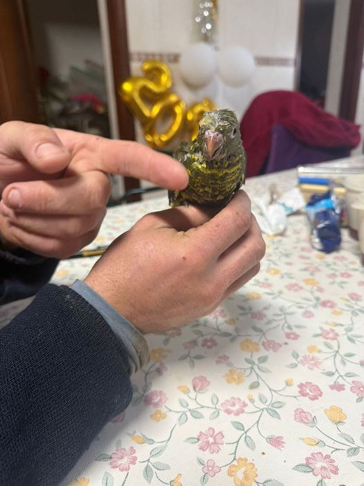 trichoglossus chlorolepidotus