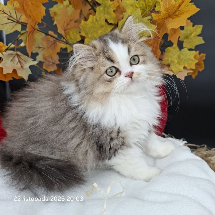 Okqzja Kot Brytyjski Długowłosy Wyprawka Rodowód B