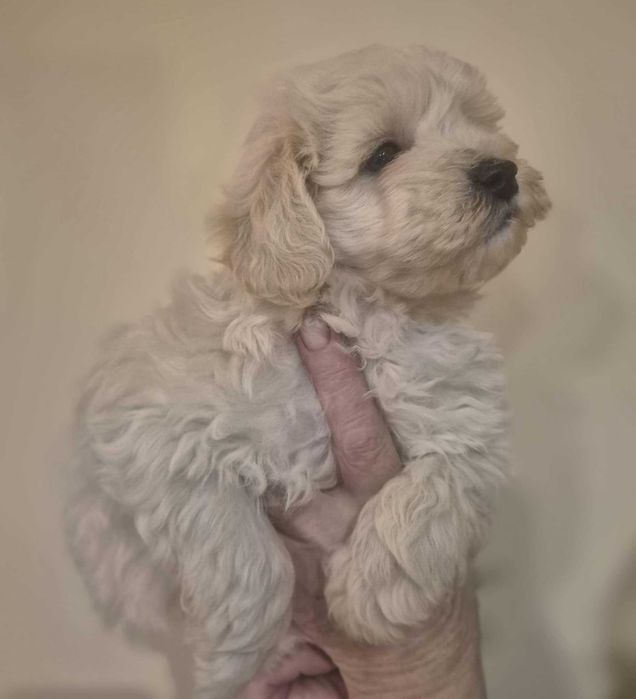 Maltipoo Piesek Gotowa do Odbioru