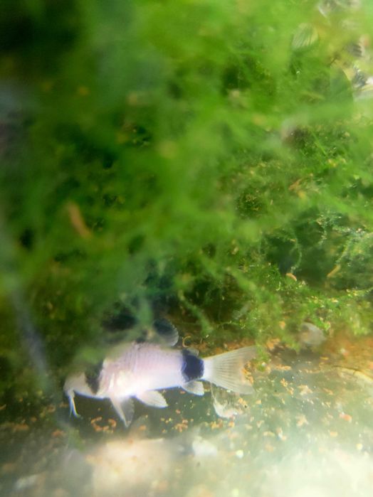 Kirys Panda, Czarny, Pstry