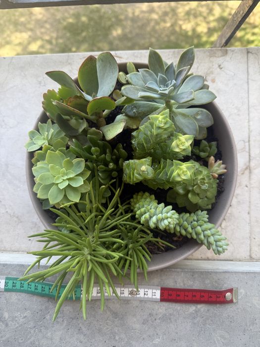 Arranjo de Suculentas em Vaso Cerâmico (Diâmetro 20 cm)