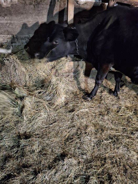 Продаю корову джерсейської породи