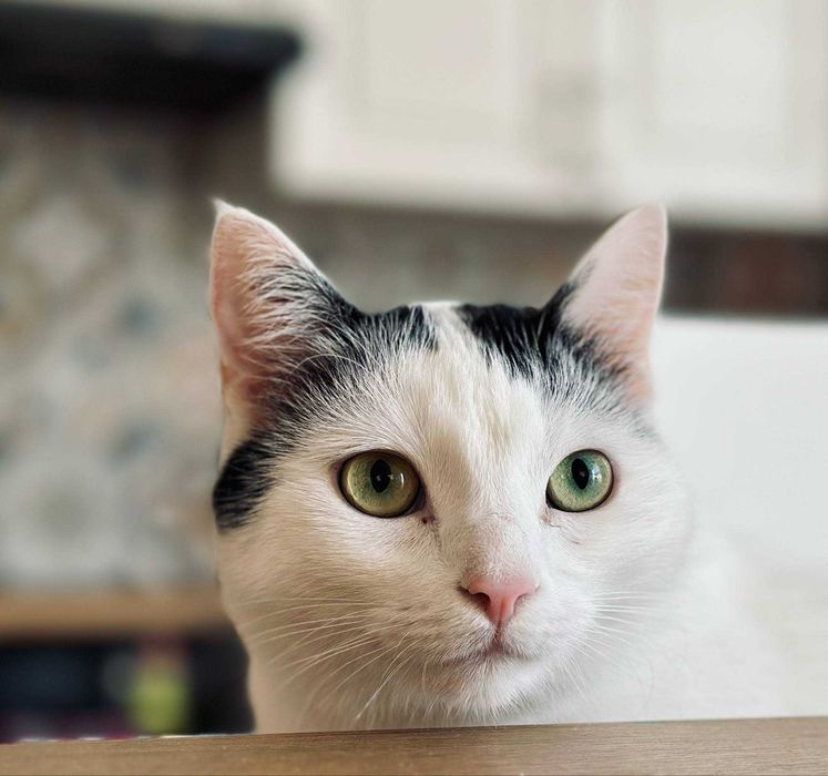 PILNE - DT lub dom stały dla Bożenki