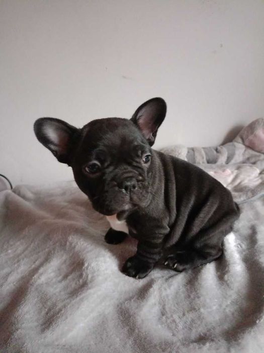 Щенки французского бульдога! Здоровы, узд сердца сделано! Чипированы