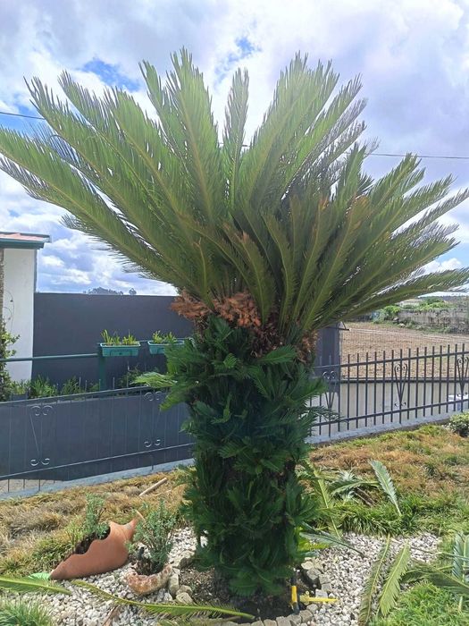 Cycas Revoluta grande – GRÁTIS (para quem vier retirar)