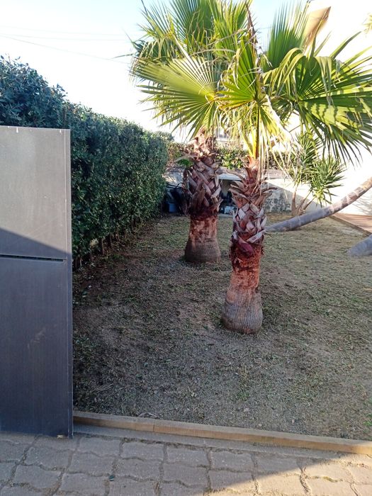 Serviços de jardinagem
