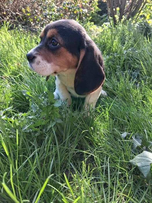 Beagle suczka szczeniak