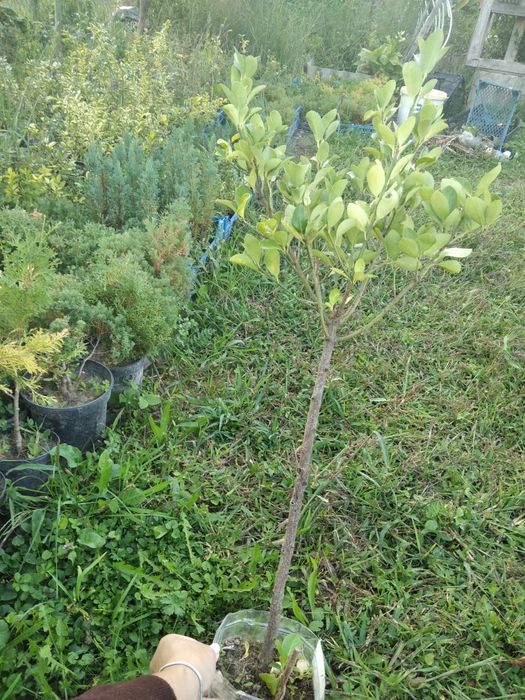 Міскантус Анемона лілія бересклет штамб хебе туя вересковидна
