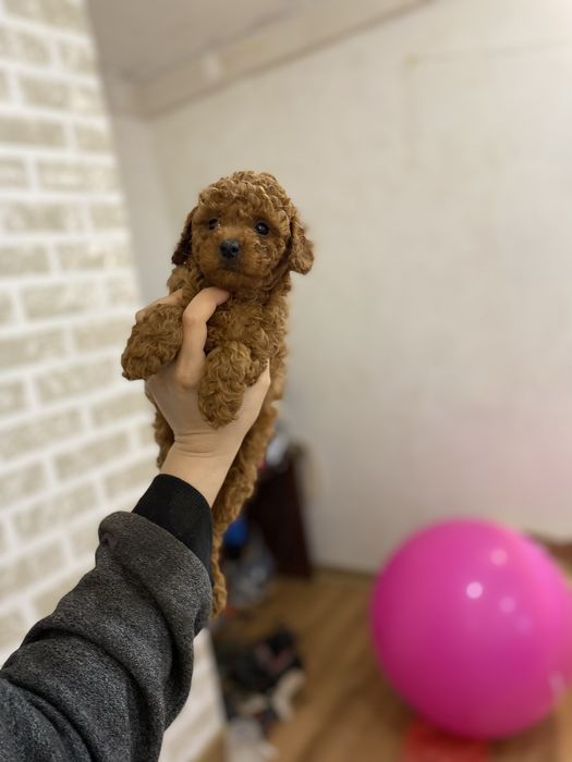 Мини девочка мальтипу с беби-фейсом