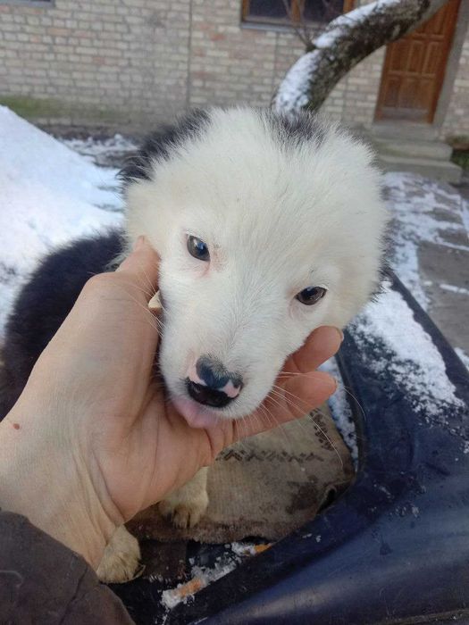 Цуценя Бордер колі