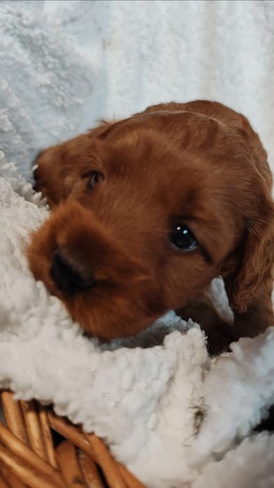 Cockapoo Pies GUFI