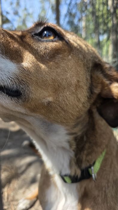 Cadela esterilizada com quase 2 anos dá-se