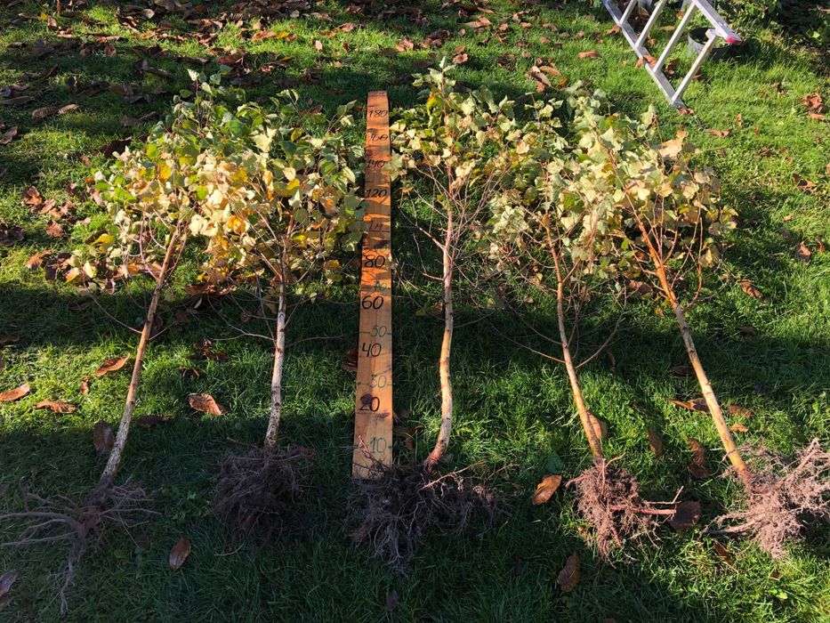 Саджанці Модрини, Ліственіца.