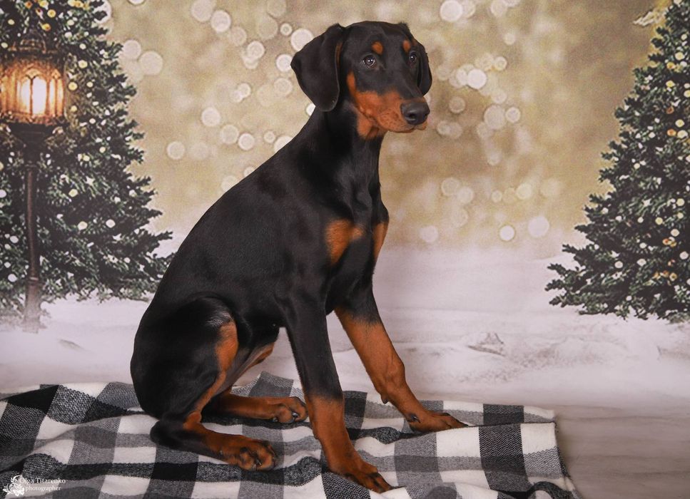 Гламурная девочка доберман!