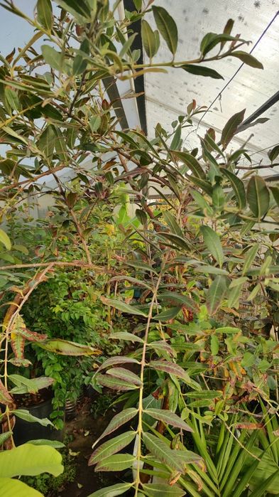 Goiaba de folha fina