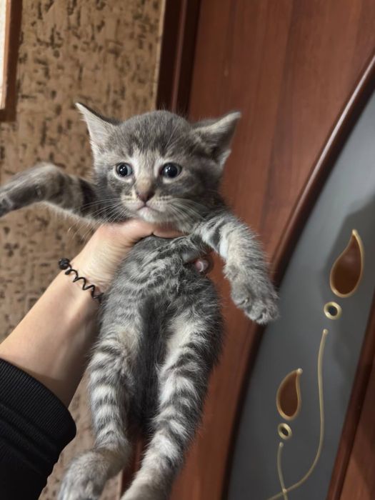 Отдам котят в хорошие руки