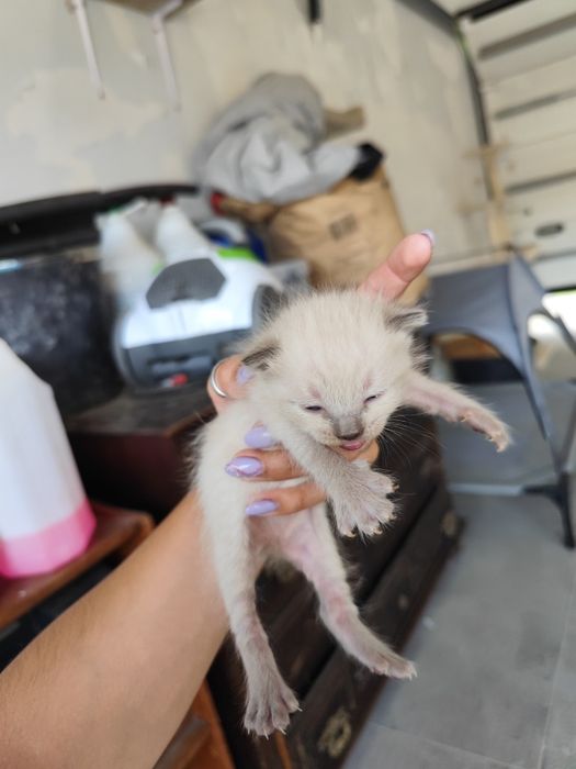 Gatinhas para dar