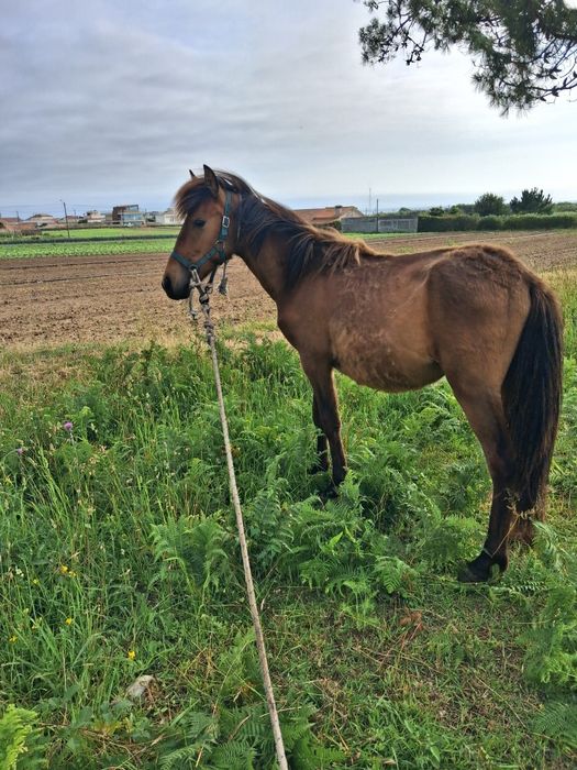 Cavalo pequeno  2 anos