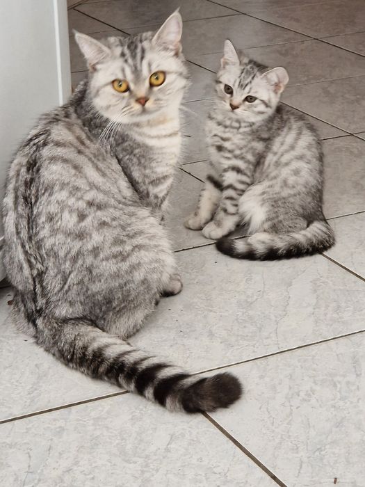 Продається кошеня