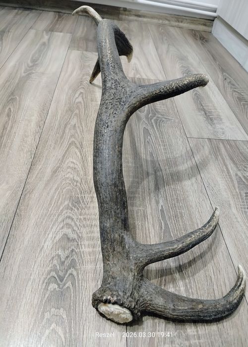 Poroże jelenia  2.3kg