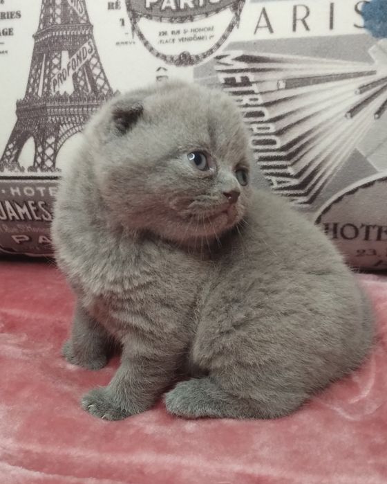 Ідеальна шотландська принцеса з ВАКЦИНАЦІЄЮ шукає люблячу сім'ю