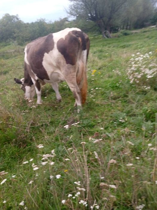 Продам молоду корову