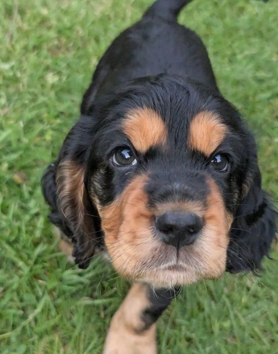 Cocker spaniel pies