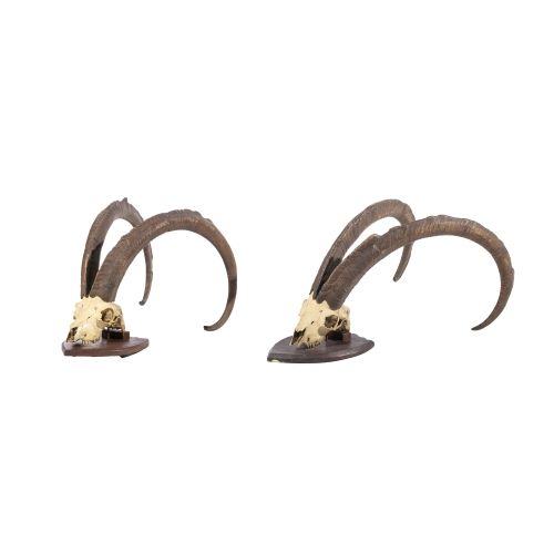 Taxidermia - Par de troféus de caça íbex-ibérico - 72 cm