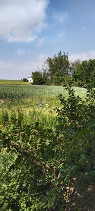 Działka na sprzedaż z WZ - Sitaniec Kolonia - View 3