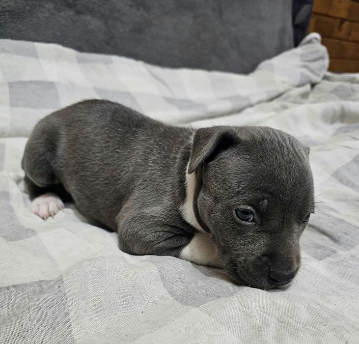 American staffordshire terrier Amstaff