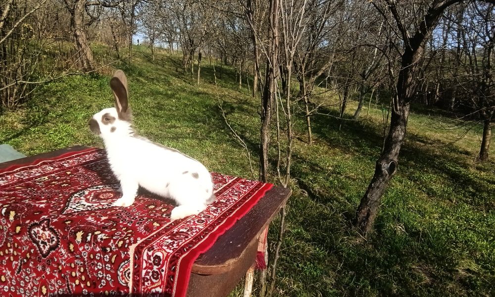 Кролі породи Строкач Гавана,вік 2 місяці