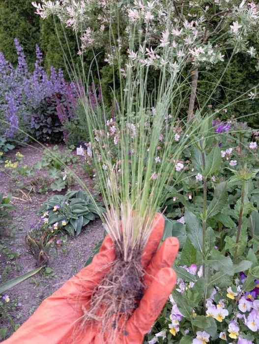 Stipa.   sadzonki.