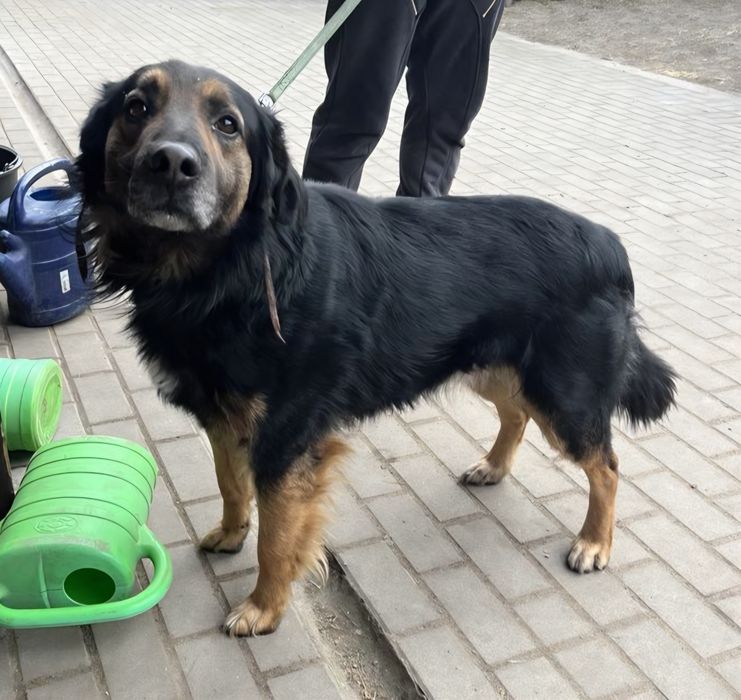 Duży kochany lagodny pies szuka domku