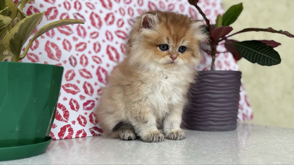 Котик золотої шиншили
