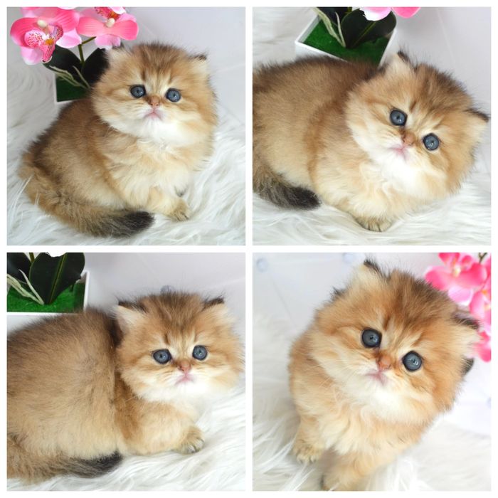 Британская золотая шиншилла котята