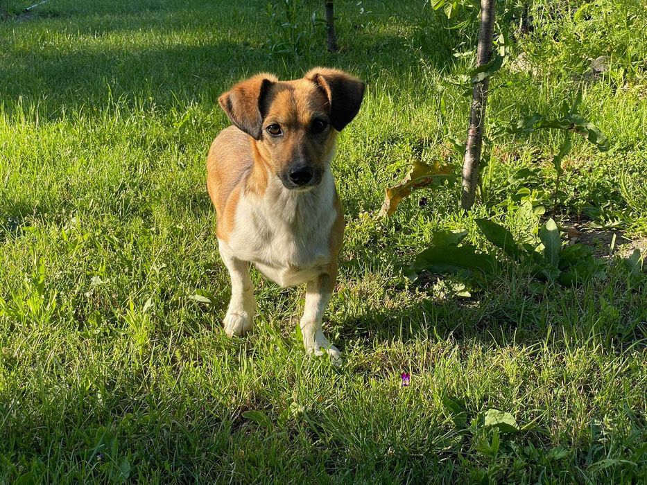 Prosimy o domek dla Władzi.