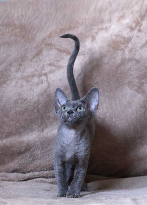 Dziewczynka Devon Rex z rodowodem FPL