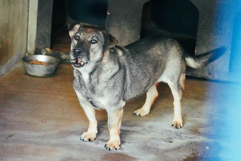 Mobil - średniej wielkości psiak
