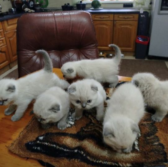 Елітні шодланські висловухі кошенята